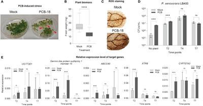 Polychlorinated biphenyls modify Arabidopsis root exudation pattern to accommodate degrading bacteria, showing strain and functional trait specificity